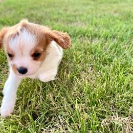 Cavalier King Charles Spaniel Puppies from Strawberry Hill Cavaliers
