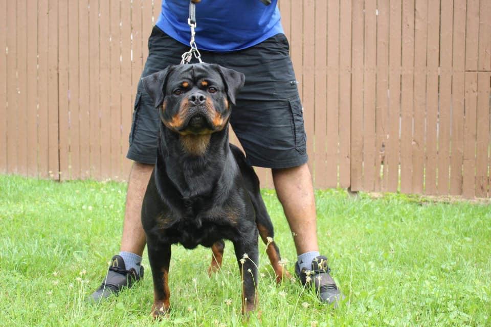 Exodus Rottweilers in Tennessee | Rottweiler puppies | Good Dog