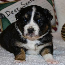 "Black tri male" Australian Shepherd and Toy Australian Shepherd Puppies from Little Creek Ranch