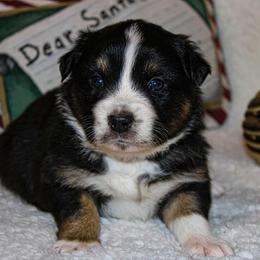 "Black tri male" Australian Shepherd and Toy Australian Shepherd Puppies from Little Creek Ranch