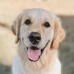 Nalani - Golden Retriever