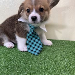 Pembroke Welsh Corgi Puppies from Chases Dream Kennel