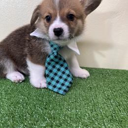 Pembroke Welsh Corgi Puppies from Chases Dream Kennel