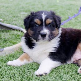 Australian Shepherd Puppies from Tru Blu Aussies