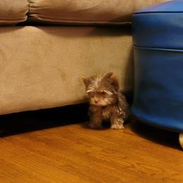 Yorkshire Terrier Puppies from Brat Babies