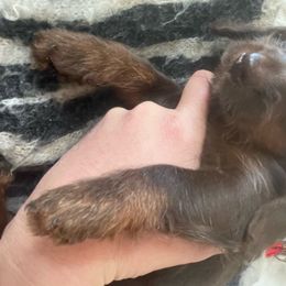 Emma - Chocolate Dachshund puppy in Virginia from Arbor Hill Dachsunds