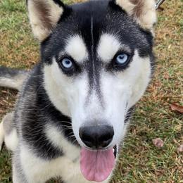 Vegas - Siberian Husky