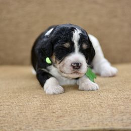 Light Green Collar - Tri-color male Bernedoodle puppy in Scottsboro, Alabama from Dixie Land Doodles
