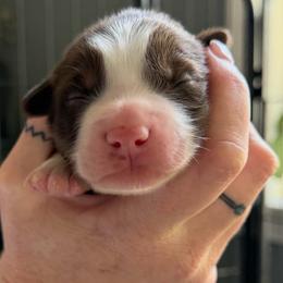 Boy 2 - Red tri male Miniature Australian Shepherd puppy in Saco, Maine from Wags Family Aussies