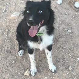 Stevie - Black & white female Australian Shepherd puppy in Tucson, Arizona from TTTNT Aussies