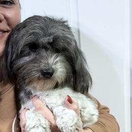 Rocket - Coton de Tulear