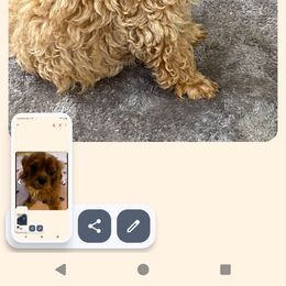Cavapoo All Grown Up from Carolina Canines