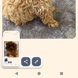Cavapoo All Grown Up from Carolina Canines