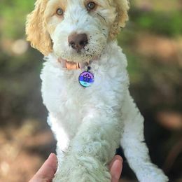 Labradoodle Puppies from Caldron Falls Doodles and Poodles