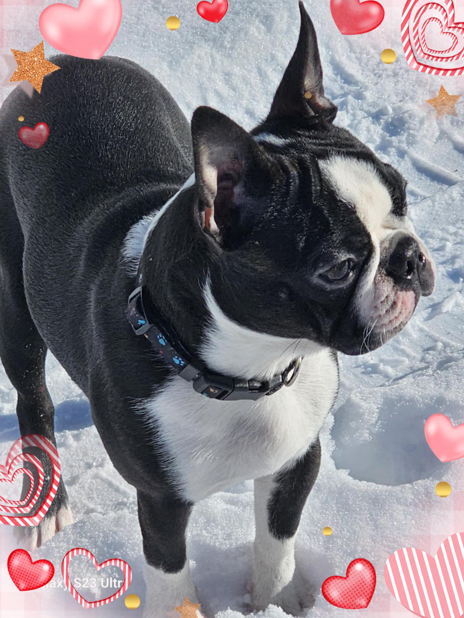 Harley