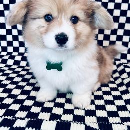 American Corgi and Pembroke Welsh Corgi Puppies from Witch Creek Corgis
