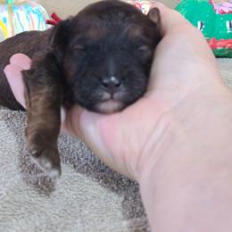 Mocha - Sable male Goldendoodle puppy in Crawfordsville, Iowa from DoodleBlessings