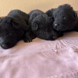 Black female - Black female German Shepherd puppy in Jennings, Kansas from Lost Creek German Shepherds LLC