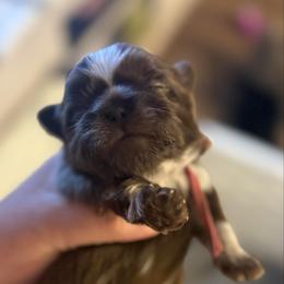 Hot pink - Liver female Shih Tzu puppy in Berkeley Springs, West Virginia from Sandridge Shih Tzus