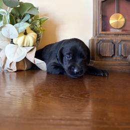 Molly - Black female Labrador Retriever puppy in Richfield, Utah from Stormy River Retrievers