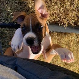 Boxer Puppies from Boxer Blessings Kennel