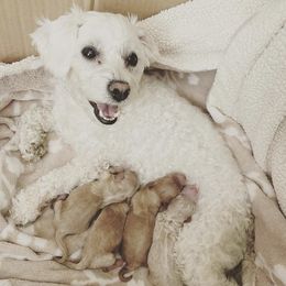 Maltipoos from Just_peachy.maltipoos