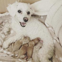 Maltipoos from Just_peachy.maltipoos