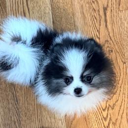 Thor - Black parti male Pomeranian puppy in Cropwell, Alabama from Poms On The Lake