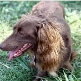 Charlie Brown - Dachshund