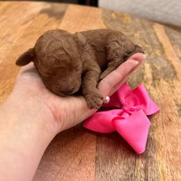 Hazel - Red  female Goldendoodle puppy in Alamance County, North Carolina from Doodle Squad Puppies