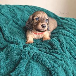 Stefan - Cream male Dachshund puppy in Molino, Florida from Dooney's Dachshunds
