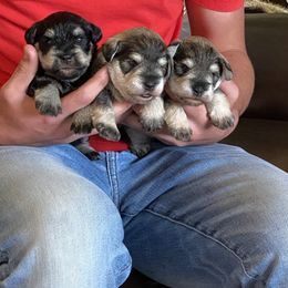 Miniature Schnauzer Puppies from Black Gold Miniature Schnauzers