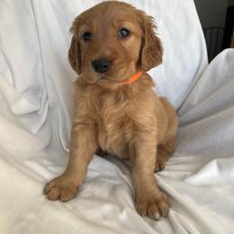 Orange Male - Dark golden male Golden Retriever puppy in Fenton, Missouri from Thoroughmark Retrievers