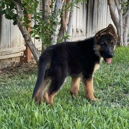 German Shepherd Puppies from Jacqueline Aguilera's German Shepherds