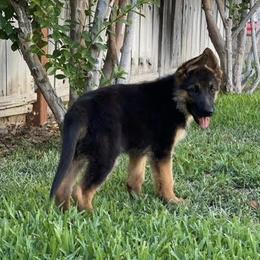 German Shepherd Puppies from Jacqueline Aguilera's German Shepherds