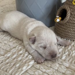 Girl 1 - Miniature Schnauzer puppy in Hull, Georgia from Ardent Miniature Schnauzers of Athens