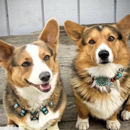 Pembroke Welsh Corgi puppies from Lindsey's Pembroke Welsh Corgis