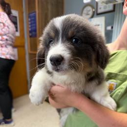 Patriot - Blue male Pembroke Welsh Corgi puppy in Bloomfield, Iowa from Beebe’s Corgis & Doxies