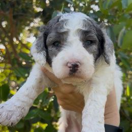 Meg - Parti female Goldendoodle puppy in Cocoa, Florida from The Coastal Homestead