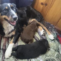 Australian Shepherd Puppies from McElroy Homestead Austrailian Shepherds