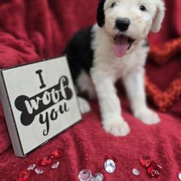Catherine - Gray and white female Old English Sheepdog puppy in Sutherlin, Oregon from Sapphire Eyes Sheepdogs