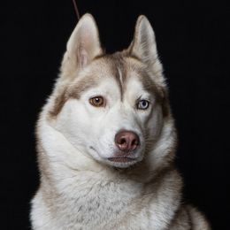 Sigrid - Siberian Husky
