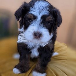 Lantern - Tri-color male Bernedoodle puppy in Decatur, Tennessee from Diamond's Doodles