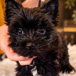 Russian Salon Dogs and Yorkshire Terriers from Hunting Hills Petit Luxe Babydolls
