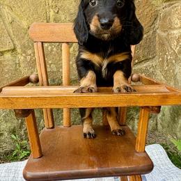 Black and tan - Black and tan male Dachshund puppy in Ozark, Alabama from Honey Hill Dachshunds