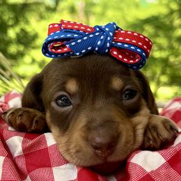 Sassafras AKC - Chocolate and tan female Dachshund puppy in Hendersonville, North Carolina from Snarky Doxy Miniature Dachshunds