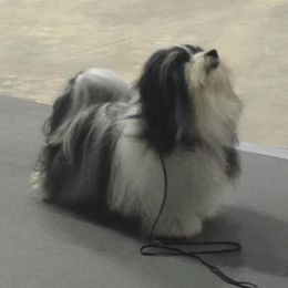Flash - Havanese