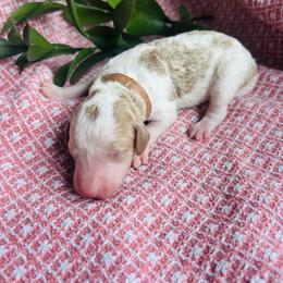St. Francis - Parti male Goldendoodle puppy in Denison, Iowa from Violet View Iowa Goldendoodles