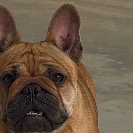 Shug - French Bulldog