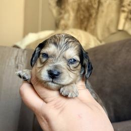 Sampson - Cream male Dachshund puppy in Hornbeck, Louisiana from A&Z Mini Dachshunds